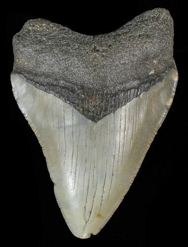 Bargain, Juvenile Megalodon Tooth - North Carolina #68033